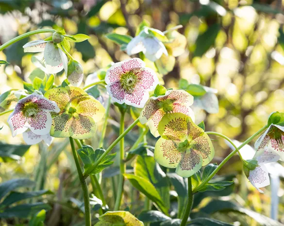Christrosen pflanzen und für elegante Blüten sorgen