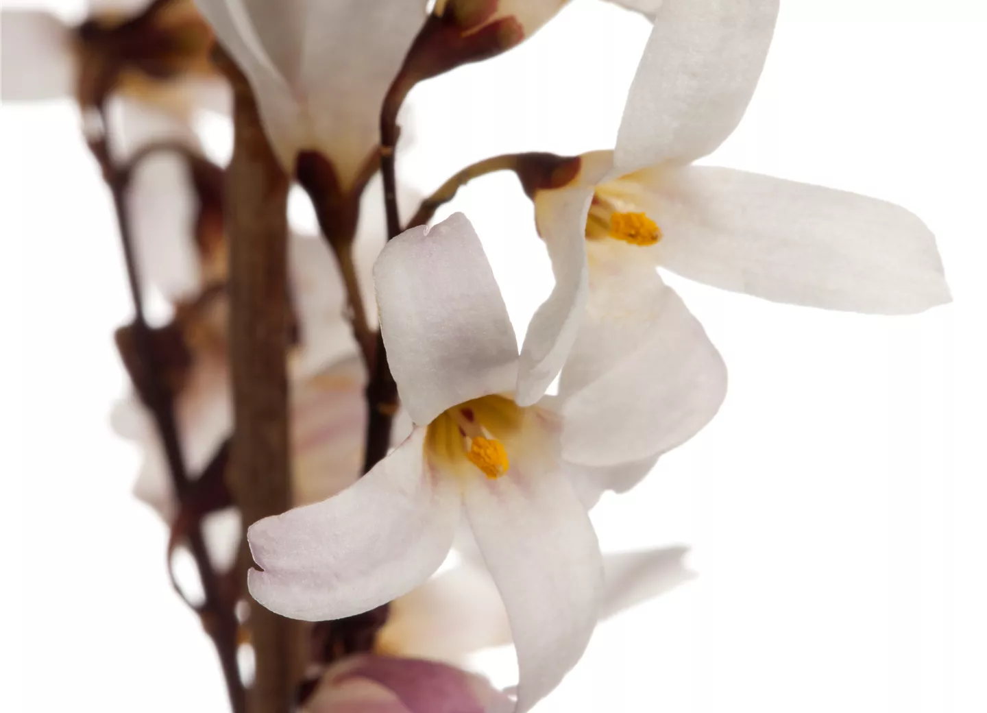 Abeliophyllum distichum 