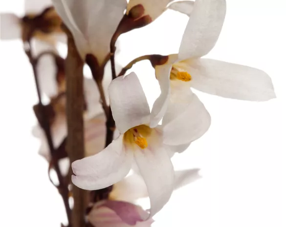 Abeliophyllum distichum 