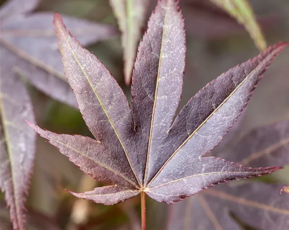 Acer palmatum 'Atropurpureum'