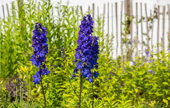 Rittersporn pflanzen und den Sommer einziehen lassen 