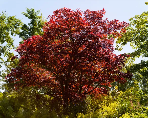Acer palmatum 'Beni-maiko'