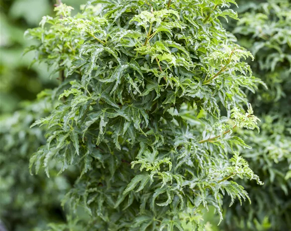 Acer palmatum 'Shishigashira'