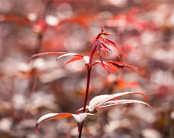 Acer palmatum 'Skeeter's Broom'