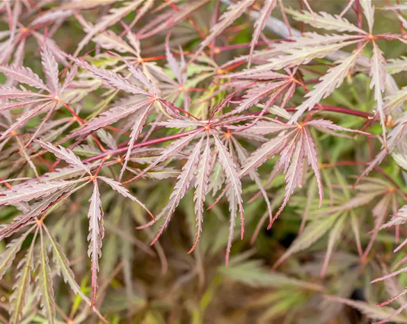 Acer palmatum 'Tamukeyama'