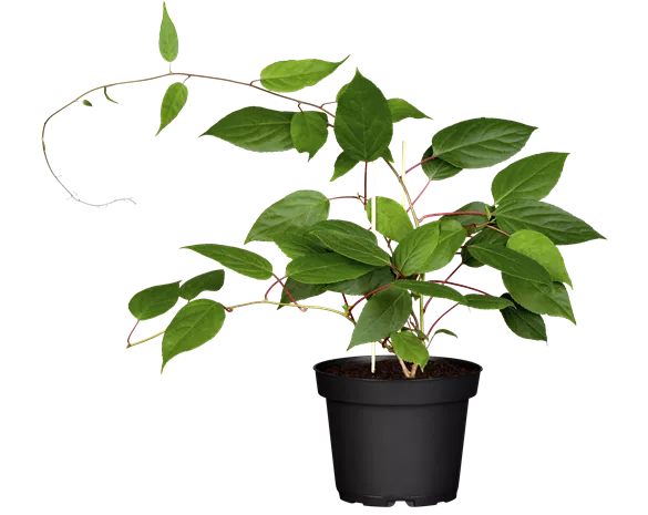 Actinidia arguta 'Ken's Red'