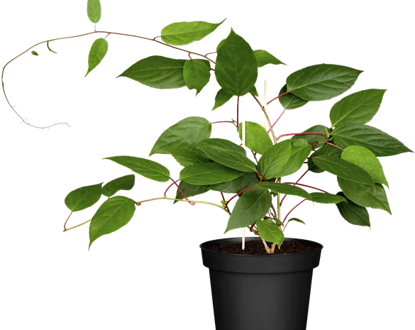Actinidia arguta 'Ken's Red'