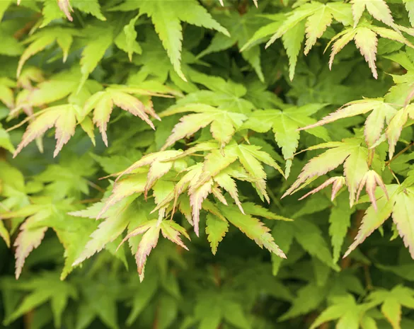 Acer palmatum 'Bi-hoo'