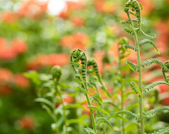 Der richtige Umgang mit giftigen Farnen im Garten