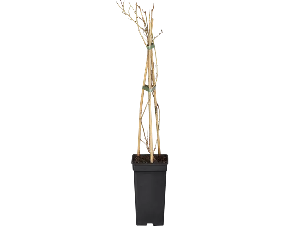 Actinidia arguta 'Weiki'®