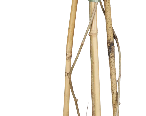 Actinidia arguta 'Weiki'®