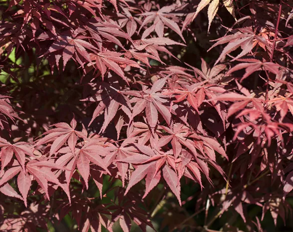 Acer palmatum 'Bloodgood'