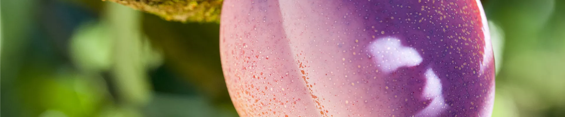 Prunus domestica 'Avalon'