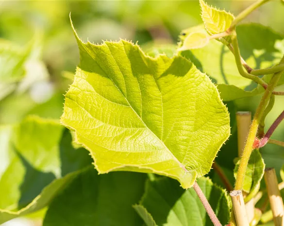 Actinidia chinensis 'Jenny'