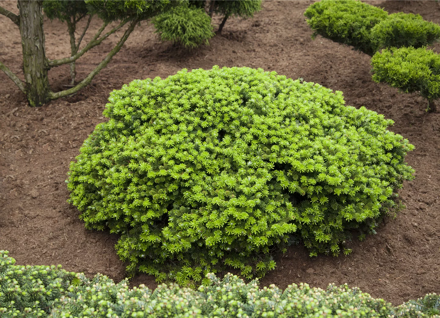 Abies koreana 'Brillant'