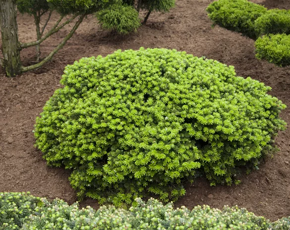 Abies koreana 'Brillant'