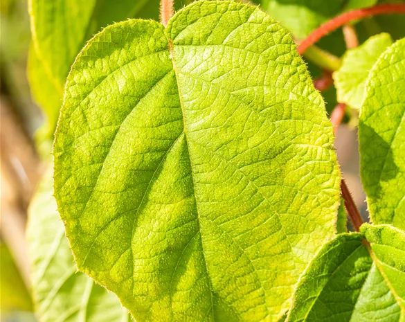 Actinidia chinensis 'Solo'