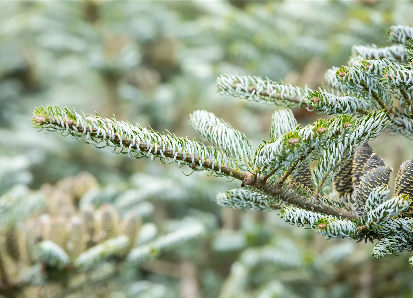 Abies koreana 'Horstmann's Silberlocke'