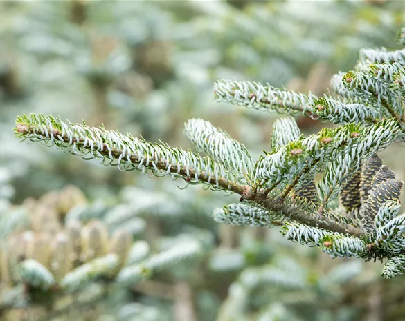 Abies koreana 'Horstmann's Silberlocke'