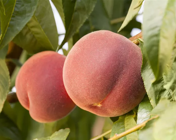 Prunus persica 'Red Haven' CAC