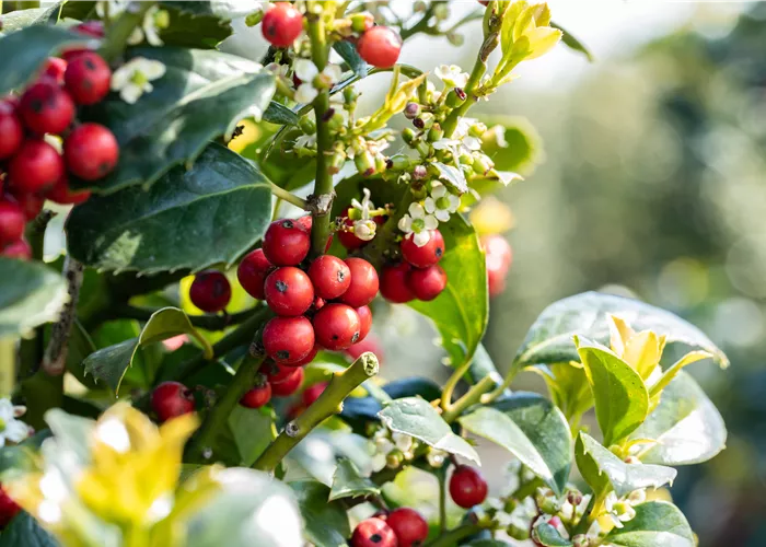 Laubgehölze zurückschneiden und in Form bringen
