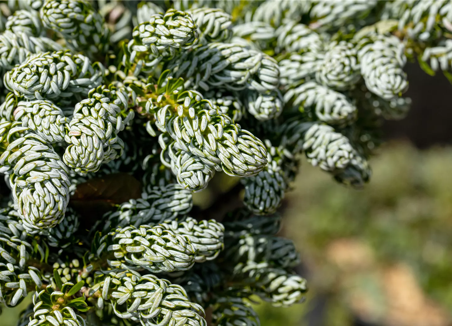 Abies koreana 'Kohout's Icebreaker' ®