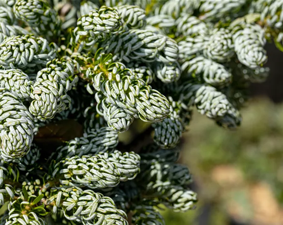 Abies koreana 'Kohout's Icebreaker' ®