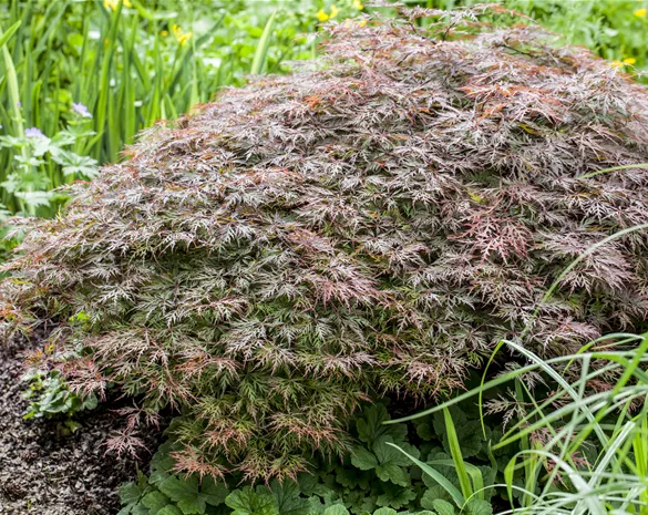 Acer palmatum 'Dissectum Garnet'
