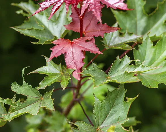 Acer platanoides 'Crimson Sentry'