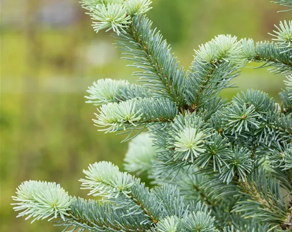 Abies lasiocarpa 'Compacta'