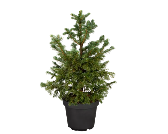 Abies lasiocarpa 'Green Globe'