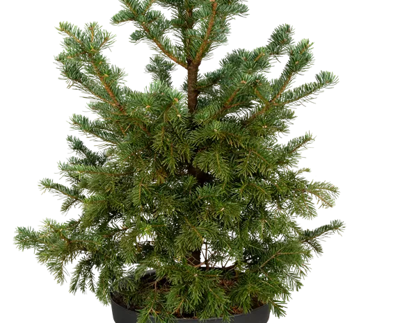 Abies lasiocarpa 'Green Globe'