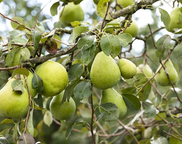 Pyrus com. 'Alexander Lucas' CAC