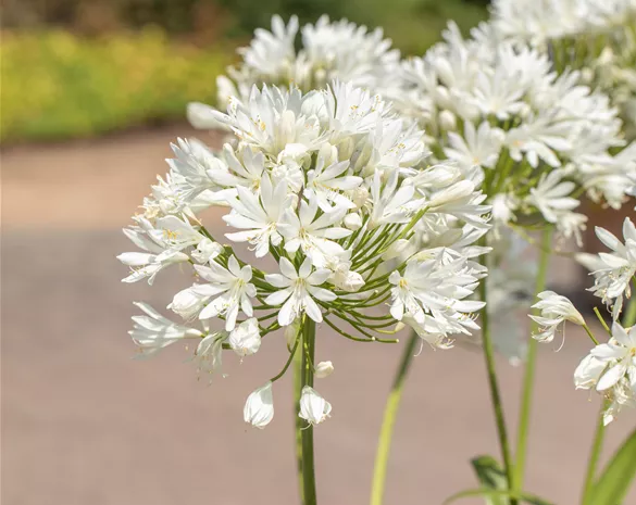 Agapanthus 'Mi Casa' ®