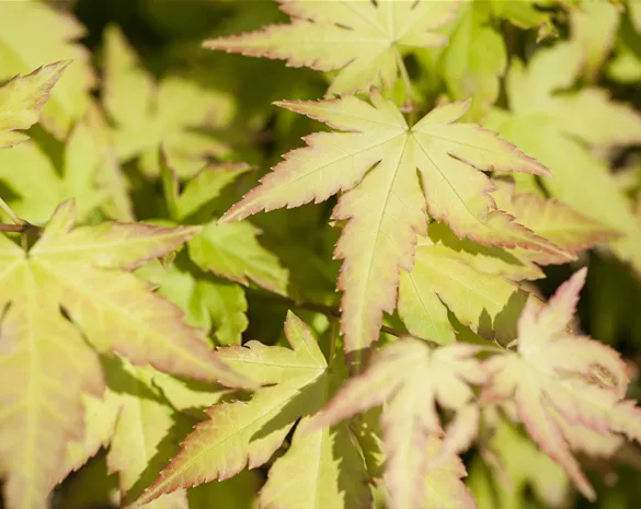 Acer palmatum 'Katsura'