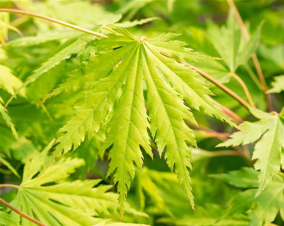 Acer pseudosieboldianum 'Arctic Jade' ®