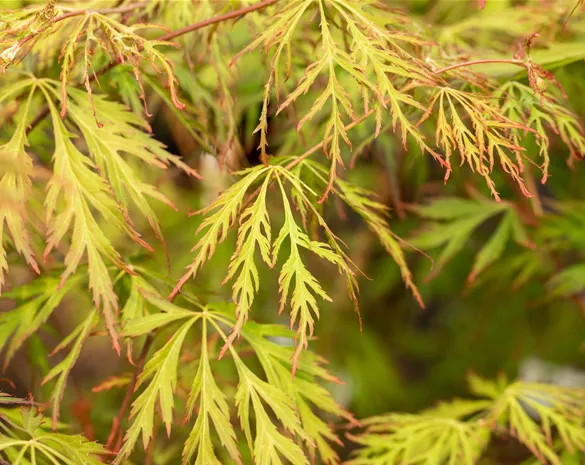 Acer pseudosieboldianum 'Ice Dragon' ®