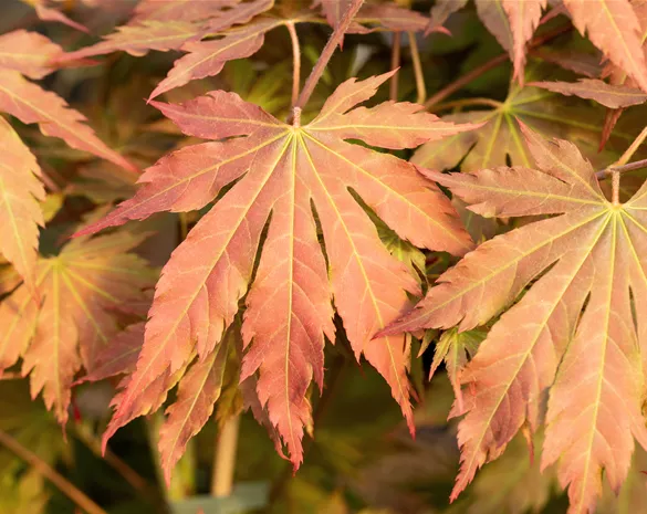 Acer pseudosieboldianum 'North Wind' ®