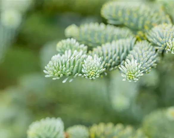 Abies procera 'Glauca'