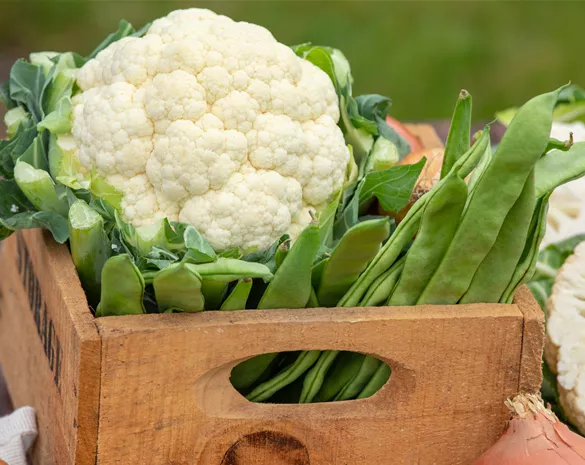 Der Anbau der beliebtesten Gemüsearten 