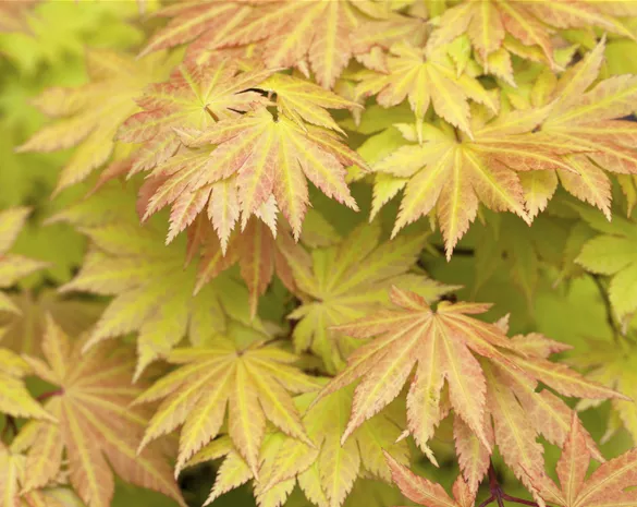 Acer shirasawanum 'Autumn Moon'
