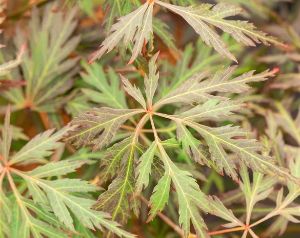 Acer palmatum 'Orangeola'