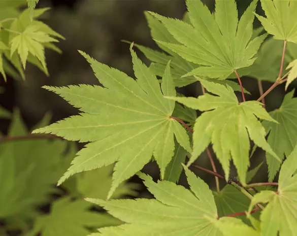 Acer shirasawanum 'Jordan'