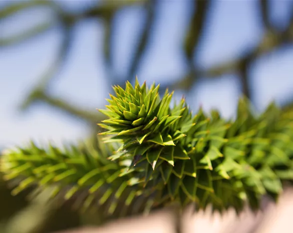 Araucaria araucana