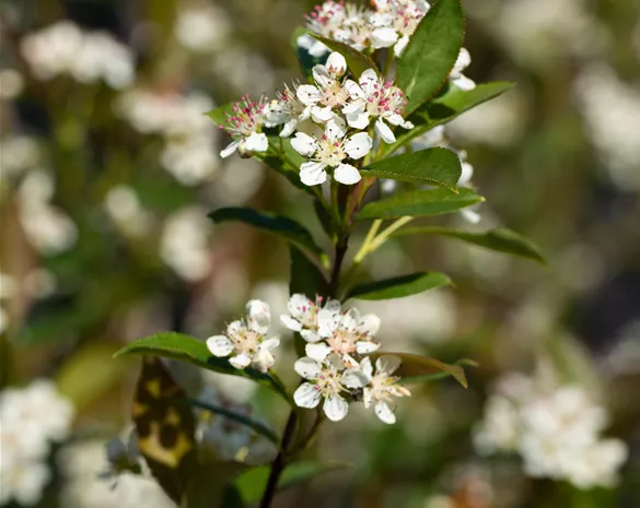 Aronia melanocarpa