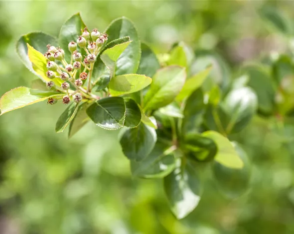 Aronia melanocarpa 'Viking'