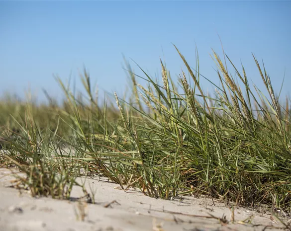 Ammophila arenaria