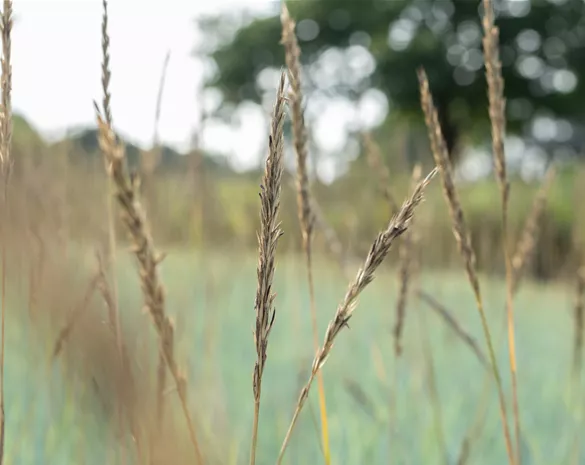 Ammophila breviligulata