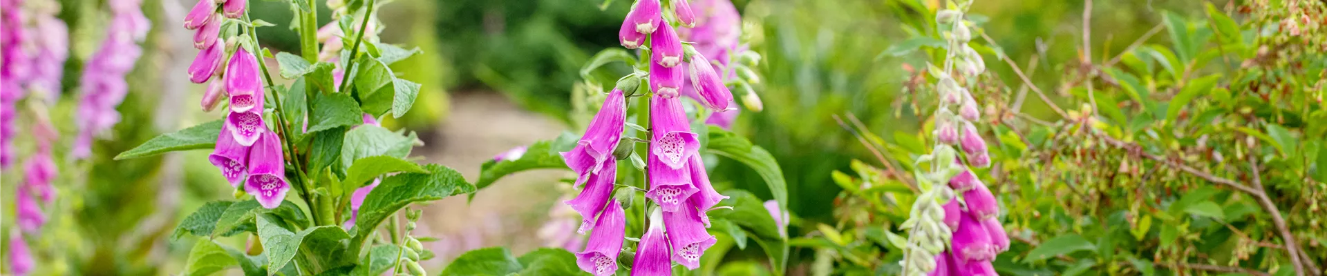 Digitalis purpurea, dunkelrosa