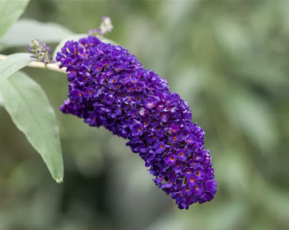 Buddleja davidii 'Black Knight'